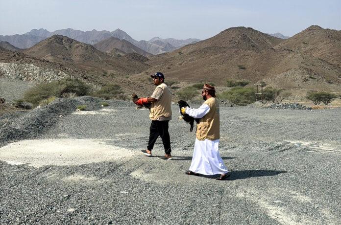 صحيفة اليوم العمانية - إطلاق طيور جارحة إلى بيئاتها الطبيعية بمحافظة جنوب الباطنة بعد تأهيلها بيئيًّا وبيطريًّا